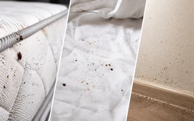 Traces de punaises de lit : matelas, draps, murs